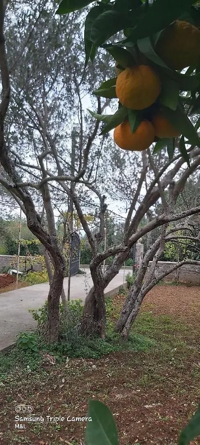 Vecchia Oliva,Kuljica Villa Kukljica
